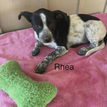 Rhea -  Mixed Breed Dog for Adoption - Rhea | PetCurious