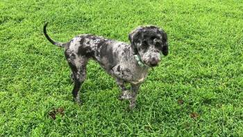 Willow -  Sheep Dog and Poodle Dog for Adoption in Blountville, Tennessee - Willow | PetCurious