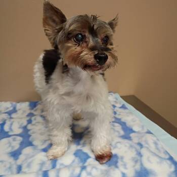 Lexey -  Yorkshire Terrier Dog for Adoption in Stilwell, Oklahoma - Lexey | PetCurious