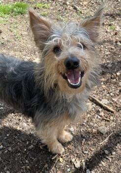Yorkshire Terrier and Australian Terrier Dogs Available for Adoption - Gilby | PetCurious