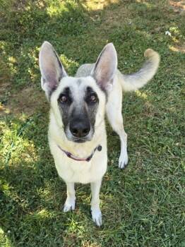 Rescue German Shepherd Dog and Mixed Breed Dogs for Adoption in Morton Grove, Illinois - Cleo | PetCurious