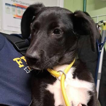 Rescue Mixed Breed Dogs for Adoption in Floresville, Texas - Daisy | PetCurious