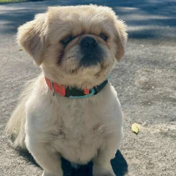 Pekingese Dogs Available for Adoption - Ping | PetCurious