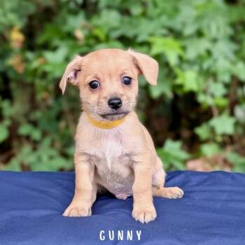 Chihuahua and Dachshund Dogs Available for Adoption in Tyrone, Georgia - Gunny 05-2332 | PetCurious