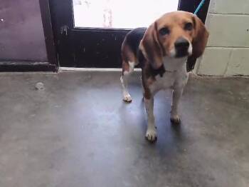 LILLY -  Beagle Dog for Adoption in Tulsa, Oklahoma - LILLY | PetCurious