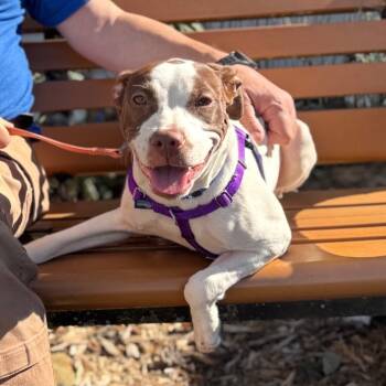 Rescue Mixed Breed Dogs for Adoption in Hendersonville, North Carolina - Kate | PetCurious