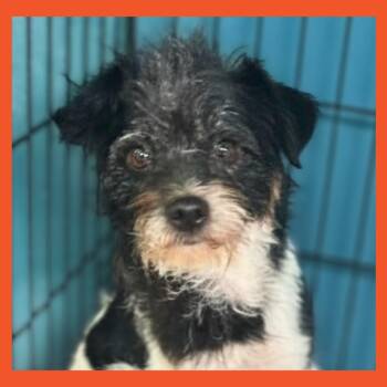 Terrier Dogs Available for Adoption in San Francisco, California - Crystal | PetCurious
