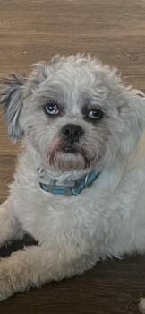 MARSHALL -  Shih Tzu Dog for Adoption in Newaygo, Michigan - MARSHALL | PetCurious