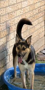 Gracie -  German Shepherd Dog Dog for Adoption in Crystal Lake, Illinois - Gracie | PetCurious
