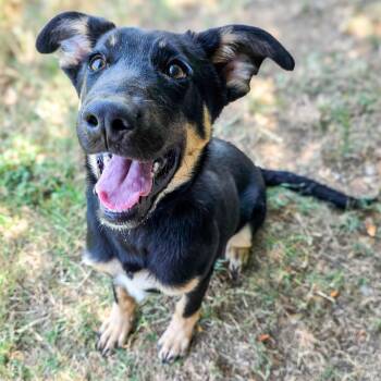 Leroy -  Shepherd Dog for Adoption in Gainesville, Texas - Leroy | PetCurious