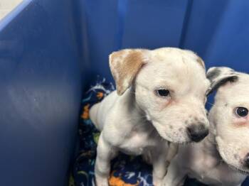 BUTTER -  American Staffordshire Terrier Dog for Adoption in Ocala, Florida - BUTTER | PetCurious