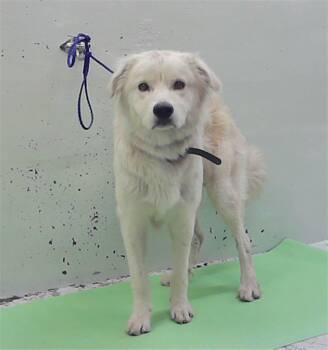 STANLEY -  Labrador Retriever and Mixed Breed Dog Available for Adoption in Houston, Texas - STANLEY | PetCurious