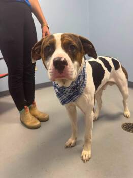 Spectrum -  Terrier Dog for Adoption in Zanesville, Ohio - Spectrum | PetCurious