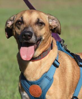 Levi -  Terrier Dog for Adoption in North Fort Myers, Florida - Levi | PetCurious
