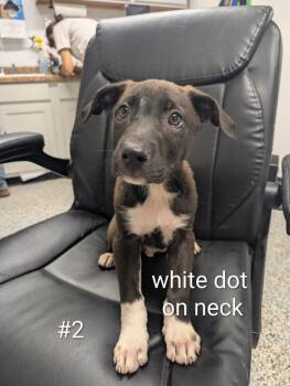 Quincy -  German Shepherd Dog and Mixed Breed Dog for Adoption in Kemp, Texas - Quincy | PetCurious