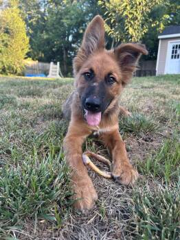 Murphy -  Dutch Shepherd Dog for Adoption in Stephens City, Virginia - Murphy | PetCurious