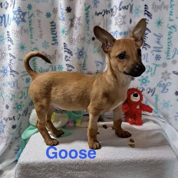 Chihuahua and Terrier Dogs Available for Adoption - GOOSE | PetCurious