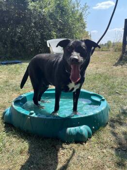Rescue German Shepherd Dog and Black Labrador Retriever Dogs for Adoption in Lisle, Ontario - Bailey | PetCurious