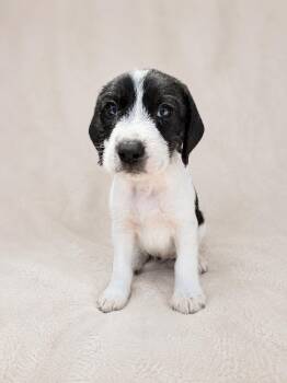 Terrier and Wirehaired Terrier Dogs Available for Adoption in Baton Rouge, Louisiana - Noah | PetCurious