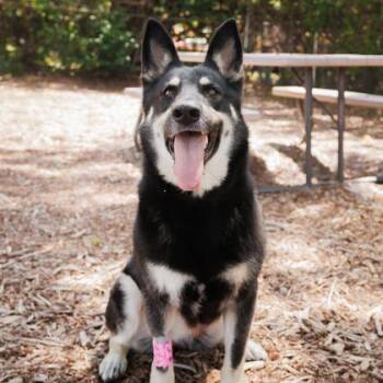 Mixed Breed Dogs Available for Adoption in Largo, Florida - Roxy | PetCurious