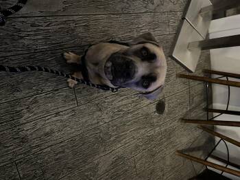 Rescue Cane Corso Dogs for Adoption in Akron, Ohio - Skibby | PetCurious