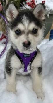 Husky and Labrador Retriever Dogs Available for Adoption - LOVEY DOVEY | PetCurious