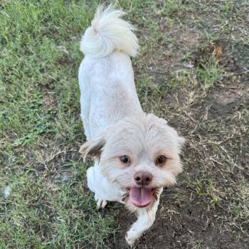 Teddy -  Shih Tzu Dog for Adoption in Richmond, Texas - Teddy | PetCurious