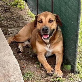 Nicky -  Hound and Mixed Breed Dog for Adoption in Houston, Texas - Nicky | PetCurious