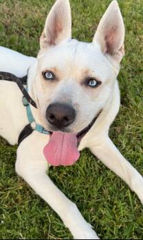 Rescue Labrador Retriever and Husky Dogs for Adoption in Los Angeles, California - Rocky The Affectionate Lab/Husky Mix | PetCurious