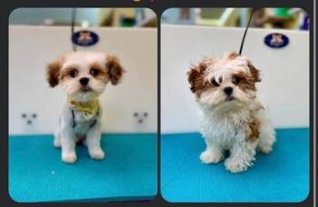 Milo -  Shih Tzu Dog for Adoption in Oak Creek, Wisconsin - Milo | PetCurious