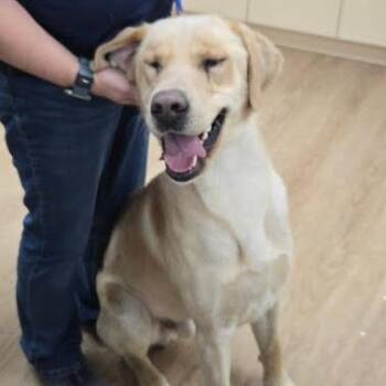Yellow Labrador Retriever Dogs Available for Adoption in Lyndhurst, Virginia - Mr. Mister | PetCurious