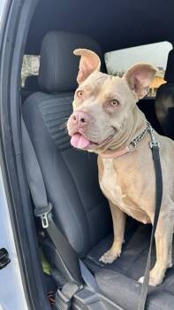 Goldie -  Pit Bull Terrier Dog for Adoption in Tempe, Arizona - Goldie | PetCurious