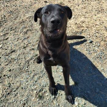 Turbo -  Black Labrador Retriever Dog for Adoption in Weaverville, California - Turbo | PetCurious