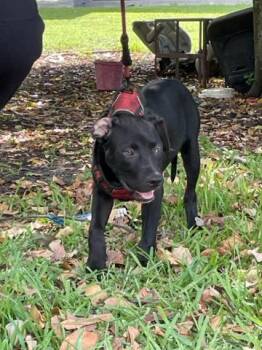 ONYX -  Mixed Breed Dog for Adoption in West Palm Beach, Florida - ONYX | PetCurious