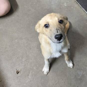License -  Mixed Breed Dog for Adoption in Graham, Texas - License | PetCurious