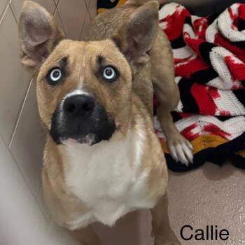 Rescue Husky and Jack Russell Terrier Dogs for Adoption in Ulster, Pennsylvania - Callie | PetCurious