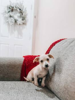 Chiweenie Dogs Available for Adoption - Arctic Fox | PetCurious