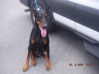 Doberman Pinscher and Mixed Breed Dogs Available for Adoption in Doral, Florida - LILLY | PetCurious