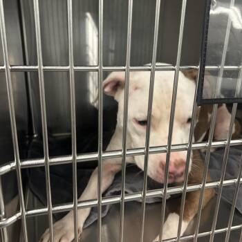 Oat -  Pit Bull Terrier Dog for Adoption in Greensboro, North Carolina - Oat | PetCurious