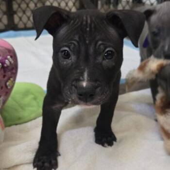 KANE -  Bull Terrier and Mixed Breed Dog for Adoption in San Juan Capistrano, California - KANE | PetCurious