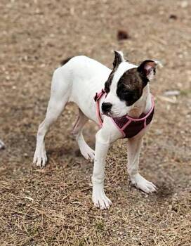 Boxer Dogs Available for Adoption in Colorado Springs, Colorado - Leona | PetCurious