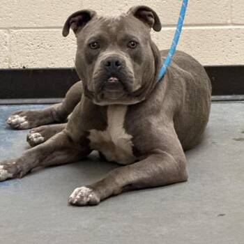 Mixed Breed Dogs Available for Adoption in Memphis, Tennessee - Friday | PetCurious