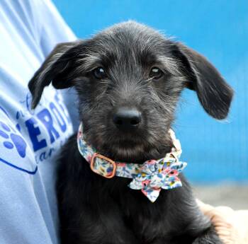 Eloise (AO37669) -  German Shepherd Dog Dog for Adoption in Kansas City, Kansas - Eloise (AO37669) | PetCurious
