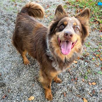Australian Cattle Dog Blue Heeler and Australian Shepherd Dogs Available for Adoption in Lindon, Utah - Beau | PetCurious