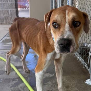 Boxer and Mixed Breed Dogs Available for Adoption in Jacksonville, Arkansas - Ignis | PetCurious