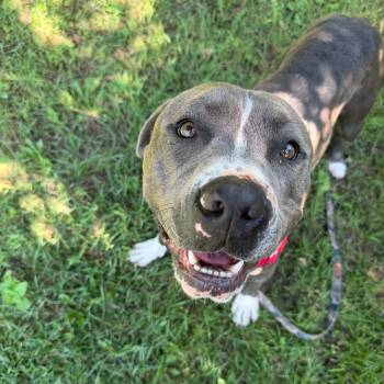 Gordie -  Mixed Breed Dog for Adoption in Oshkosh, Wisconsin - Gordie | PetCurious