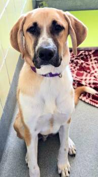 John Price -  Anatolian Shepherd and Mixed Breed Dog for Adoption in Blountville, Tennessee - John Price | PetCurious