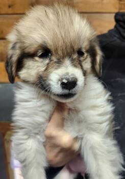Great Pyrenees and Mixed Breed Dogs Available for Adoption - Pinot | PetCurious