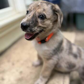 Control -  Labrador Retriever and Mixed Breed Dog for Adoption in Raleigh, North Carolina - Control | PetCurious