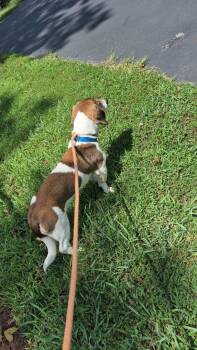Nugget -  Basset Hound and Beagle Dog for Adoption in Forsyth, Georgia - Nugget | PetCurious